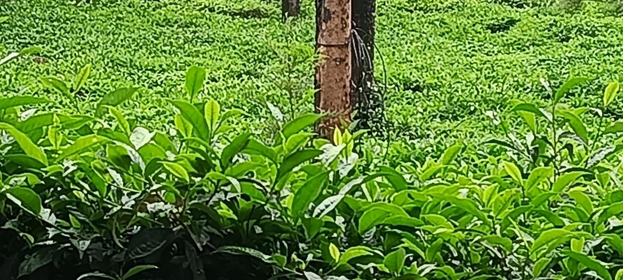 Jungle Valley Ayurvedic Spa Resort Meppādi 外观 照片