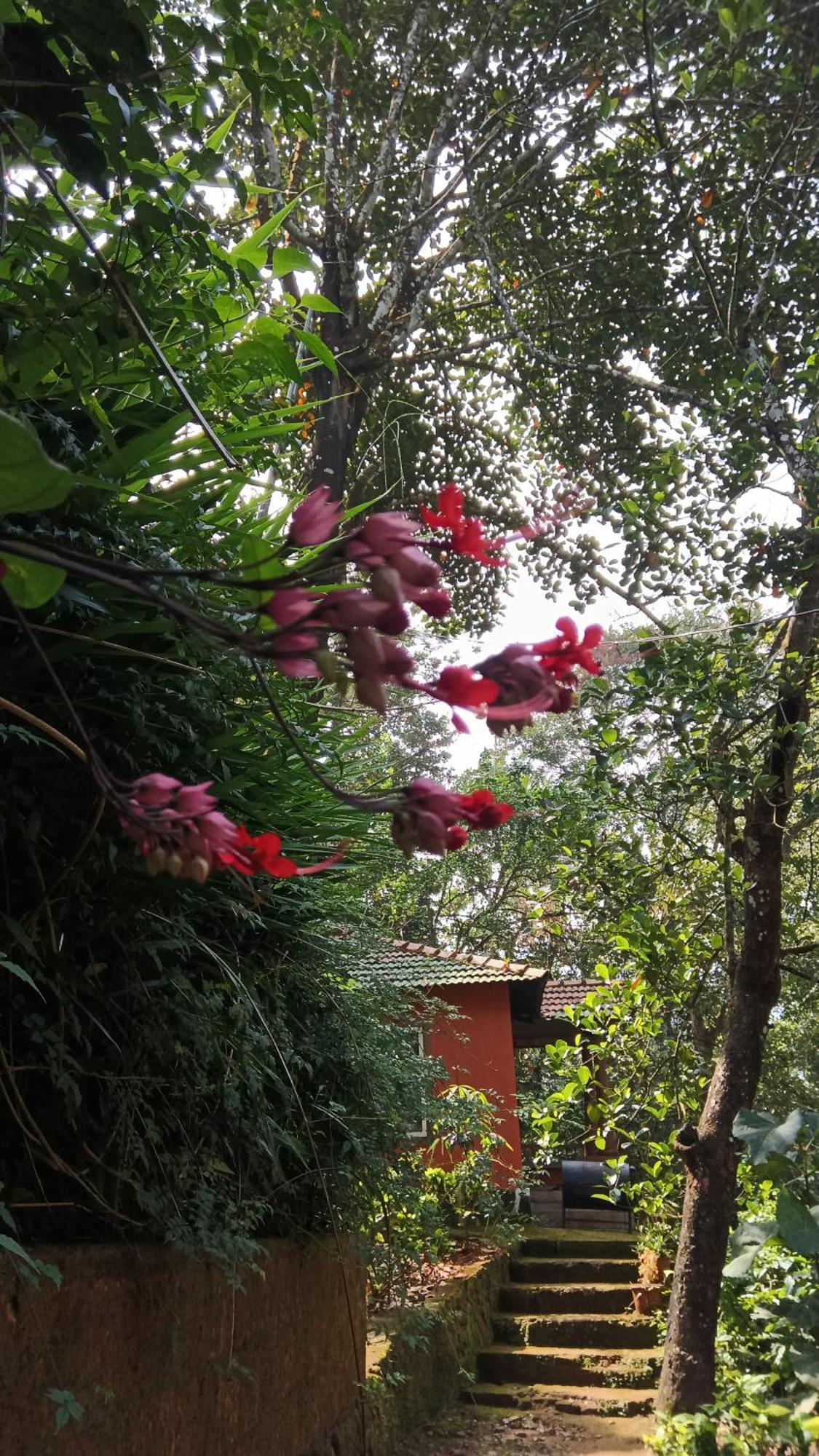 Jungle Valley Ayurvedic Spa Resort Meppādi 外观 照片